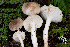  ( - FDS-CA-07428)  @11 [ ] by-nc (2024) Dean Lyons Fungal Diversity Survey