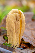  (Clavariadelphus sp. PNW11 - FDS-CA-07457)  @11 [ ] by-nc (2024) Dean Lyons Fungal Diversity Survey