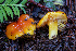  (Hygrocybe sp. CA09 - FDS-CA-07484)  @11 [ ] by-nc (2024) Dean Lyons Fungal Diversity Survey