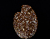  ( - FDS-CA-06660)  @11 [ ] by (2024) Justin Paulin Fungal Diversity Survey