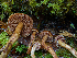  ( - FDS-CA-06664)  @11 [ ] by (2024) Justin Paulin Fungal Diversity Survey