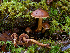  (Cortinarius hinnuleocervinus - FDS-CA-06664)  @11 [ ] by (2024) Justin Paulin Fungal Diversity Survey