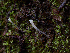  ( - FDS-CA-06661)  @11 [ ] by (2024) Justin Paulin Fungal Diversity Survey