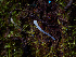  ( - FDS-CA-06661)  @11 [ ] by (2024) Justin Paulin Fungal Diversity Survey