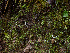  ( - FDS-CA-06661)  @11 [ ] by (2024) Justin Paulin Fungal Diversity Survey