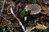  (Cortinarius sp. CA75 - FDS-CA-07418)  @11 [ ] by-nc (2024) Dean Lyons Fungal Diversity Survey