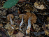  ( - FDS-CA-06659)  @11 [ ] by (2024) Justin Paulin Fungal Diversity Survey
