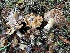  (Phlegmacium aurantioquercinum - FDS-CA-08130)  @11 [ ] by-nc (2024) Damon Tighe Fungal Diversity Survey