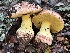  (Butyriboletus querciregius - FDS-CA-08135)  @11 [ ] by-nc (2024) Damon Tighe Fungal Diversity Survey