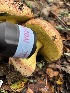  ( - FDS-CA-08135)  @11 [ ] by-nc (2024) Damon Tighe Fungal Diversity Survey