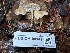  ( - FDS-CA-08141)  @11 [ ] by-nc (2024) Damon Tighe Fungal Diversity Survey