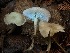  ( - FDS-CA-08141)  @11 [ ] by-nc (2024) Damon Tighe Fungal Diversity Survey
