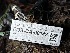  ( - FDS-CA-08142)  @11 [ ] by-nc (2024) Damon Tighe Fungal Diversity Survey