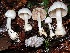  (Volvariella - FDS-CA-08145)  @11 [ ] by-nc (2024) Damon Tighe Fungal Diversity Survey