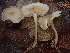  ( - FDS-CA-08141)  @11 [ ] by-nc (2024) Damon Tighe Fungal Diversity Survey