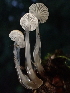 ( - FDS-CA-08142)  @11 [ ] by-nc (2024) Damon Tighe Fungal Diversity Survey