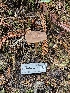  ( - FDS-CA-07122)  @11 [ ] by (2024) Mandy Hackney Fungal Diversity Survey