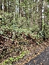 ( - FDS-CA-07122)  @11 [ ] by (2024) Mandy Hackney Fungal Diversity Survey