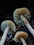  ( - FDS-CA-07125)  @11 [ ] by (2024) Mandy Hackney Fungal Diversity Survey