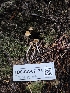  ( - FDS-CA-07125)  @11 [ ] by (2024) Mandy Hackney Fungal Diversity Survey