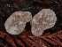  ( - FDS-CA-07124)  @11 [ ] by (2024) Mandy Hackney Fungal Diversity Survey