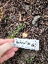  ( - FDS-CA-07124)  @11 [ ] by (2024) Mandy Hackney Fungal Diversity Survey