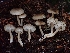  ( - FDS-CA-07121)  @11 [ ] by (2024) Mandy Hackney Fungal Diversity Survey