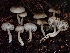  ( - FDS-CA-07121)  @11 [ ] by (2024) Mandy Hackney Fungal Diversity Survey