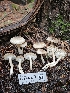  ( - FDS-CA-07121)  @11 [ ] by (2024) Mandy Hackney Fungal Diversity Survey