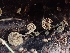  (Simocybe sp. PNW02 - FDS-CA-02582)  @11 [ ] by-nc (2024) Sadie Hickey Fungal Diversity Survey