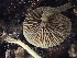  ( - FDS-CA-02582)  @11 [ ] by-nc (2024) Sadie Hickey Fungal Diversity Survey