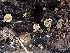  ( - FDS-CA-02582)  @11 [ ] by-nc (2024) Sadie Hickey Fungal Diversity Survey