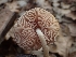  ( - FDS-CA-02581)  @11 [ ] by-nc (2024) Sadie Hickey Fungal Diversity Survey