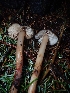  ( - FDS-CA-07791)  @11 [ ] by-nc (2024) Sadie Hickey Fungal Diversity Survey