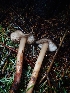  ( - FDS-CA-07791)  @11 [ ] by-nc (2024) Sadie Hickey Fungal Diversity Survey
