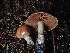  ( - FDS-CA-07793)  @11 [ ] by-nc (2024) Sadie Hickey Fungal Diversity Survey