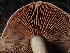  ( - FDS-CA-07793)  @11 [ ] by-nc (2024) Sadie Hickey Fungal Diversity Survey