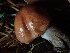  ( - FDS-CA-07793)  @11 [ ] by-nc (2024) Sadie Hickey Fungal Diversity Survey