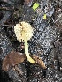  ( - FDS-CA-08500)  @11 [ ] by-nc (2024) Dean Lyons Fungal Diversity Survey