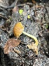  ( - FDS-CA-08500)  @11 [ ] by-nc (2024) Dean Lyons Fungal Diversity Survey
