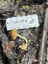  ( - FDS-CA-08500)  @11 [ ] by-nc (2024) Dean Lyons Fungal Diversity Survey