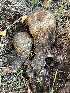  (Pisolithus sp. PNW01 - FDS-CA-08542)  @11 [ ] by-nc (2024) Dean Lyons Fungal Diversity Survey