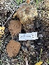  ( - FDS-CA-08542)  @11 [ ] by-nc (2024) Dean Lyons Fungal Diversity Survey