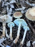  ( - FDS-CA-07425)  @11 [ ] by-nc (2024) Dean Lyons Fungal Diversity Survey