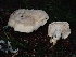  ( - FDS-CA-07127)  @11 [ ] by (2024) Mandy Hackney Fungal Diversity Survey