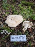  ( - FDS-CA-07127)  @11 [ ] by (2024) Mandy Hackney Fungal Diversity Survey