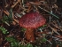  ( - FDS-CA-07129)  @11 [ ] by (2024) Mandy Hackney Fungal Diversity Survey