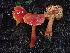  ( - FDS-CA-07166)  @11 [ ] by (2024) Mandy Hackney Fungal Diversity Survey