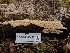 ( - FDS-CA-08400)  @11 [ ] by-nc (2024) Fresno Mycology Society Fungal Diversity Survey