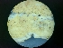  ( - FDS-CA-08400)  @11 [ ] by-nc (2024) Fresno Mycology Society Fungal Diversity Survey
